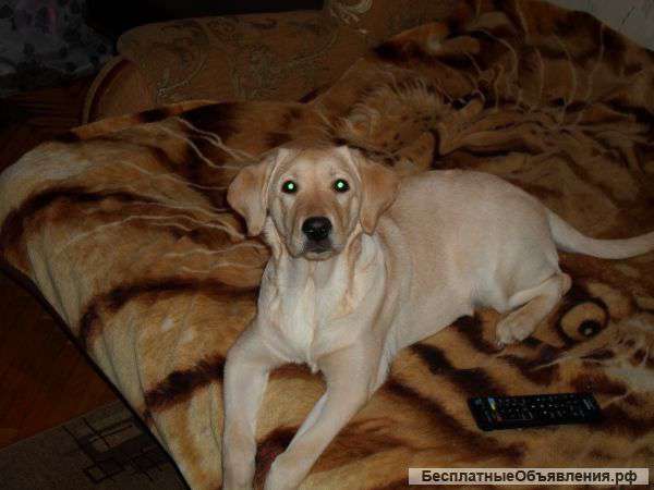 Ищу собаку