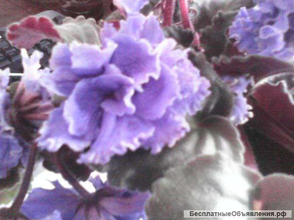 Фиалки домашние