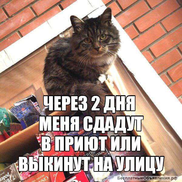 Очень нужен дом малышу