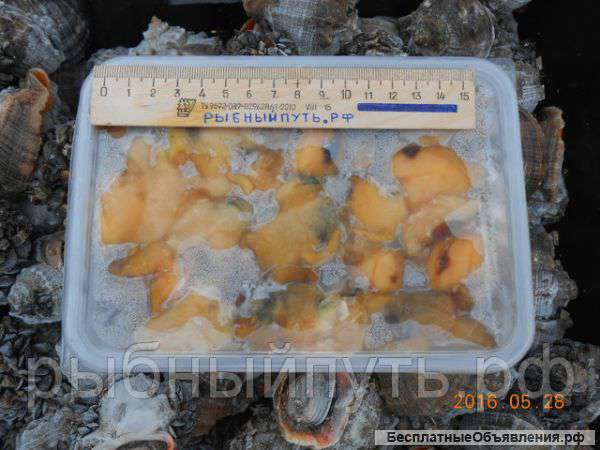 Мясо моллюска рапана свежемороженое оптом в Крыму