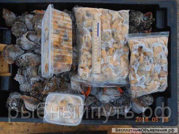 Мясо моллюска рапана свежемороженое оптом в Крыму