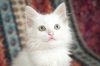 Котик в добрые руки