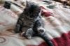 Котёнок ищет хозяина