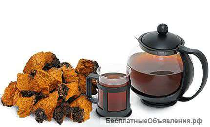 Чага берёзовая оптом