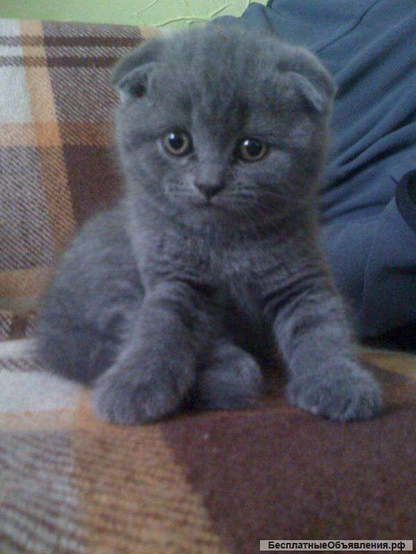 Котятки