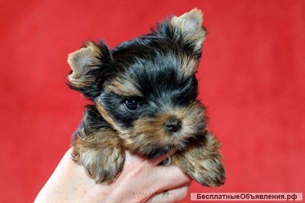 Щенков йоркширского терьера