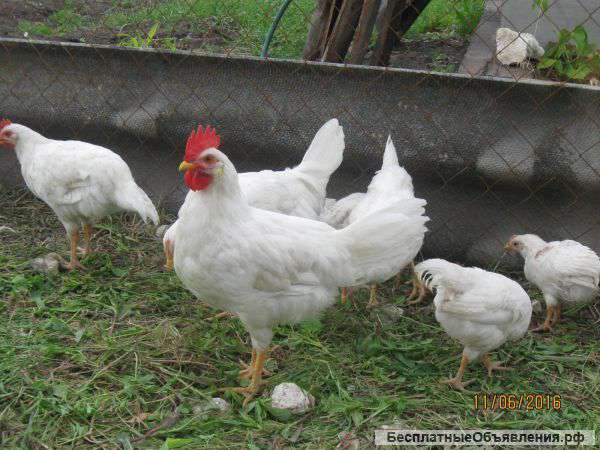 Петухи породы Леггорн