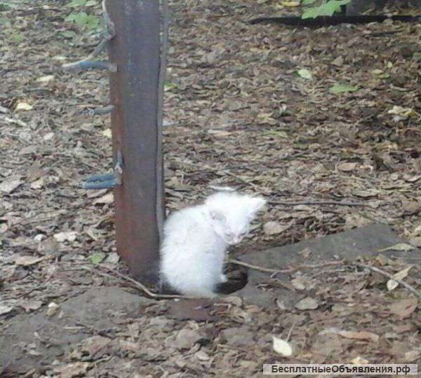 Очень нужен дом малышам Пока живы