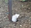 Очень нужен дом малышам Пока живы