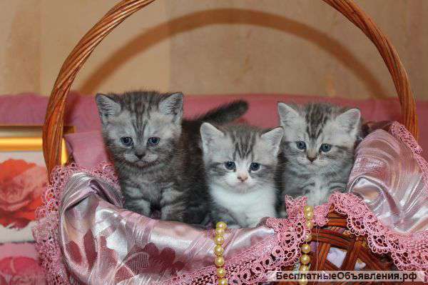 Котята