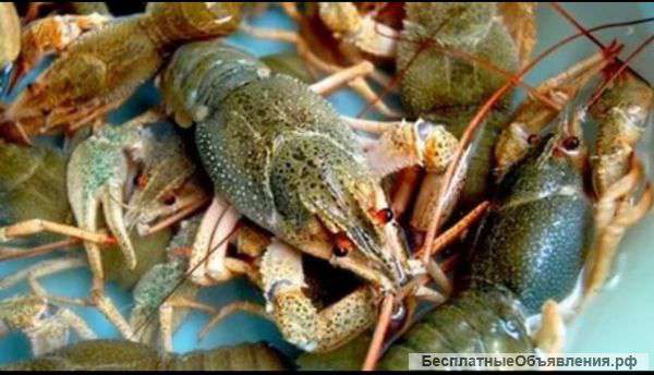 Раки и Рыба