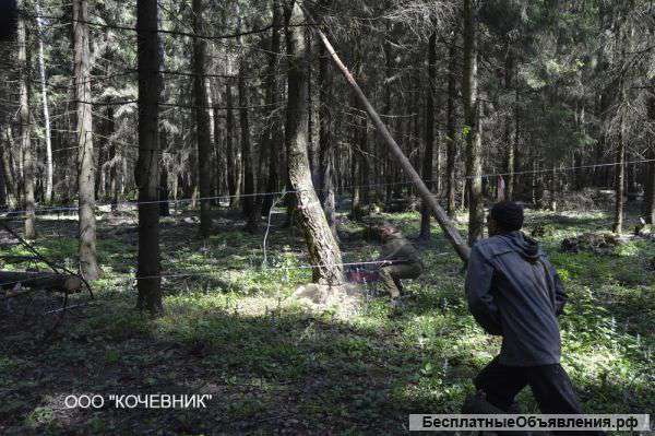 Спилить, удалить деревья в Московской области