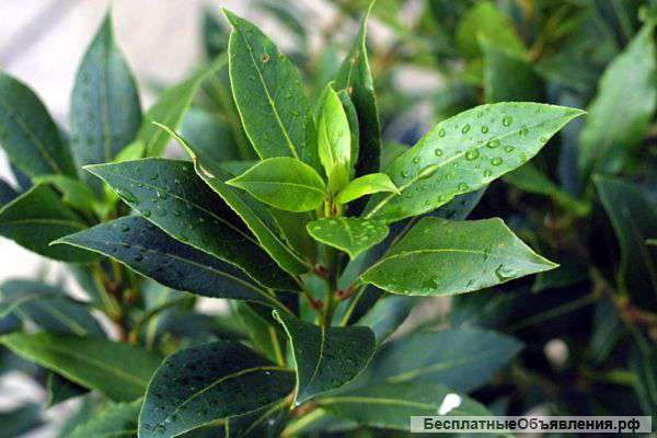 Лаврой лист