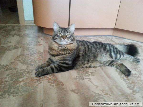 Кота для вязки