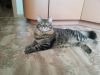 Кота для вязки