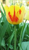 Тюльпан N 13 жёлтый с красными штрихами