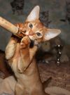 Абиссинские котята