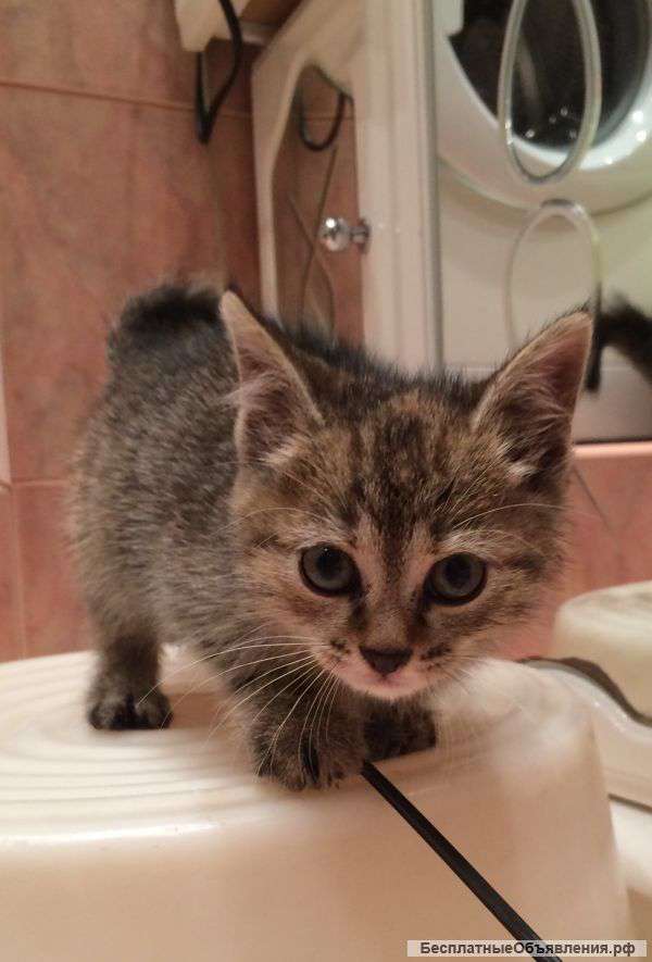 Котёнок даром, в добрые руки