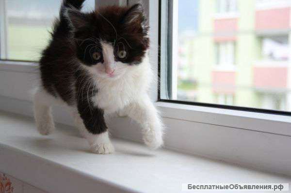 Замечательные котята ищут дом