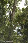 Удаление деревьев в Воронеже