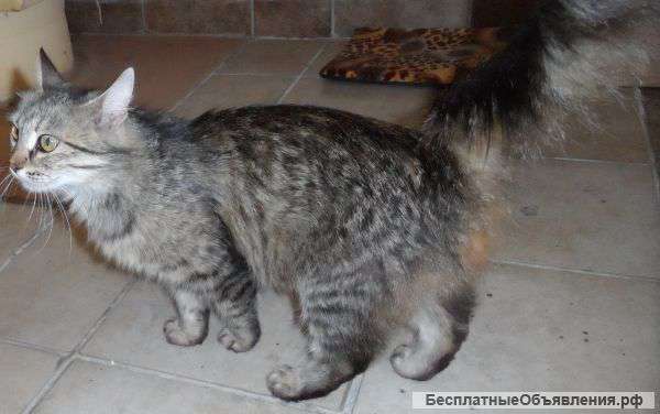 Отдам кошку с котенком или котенка