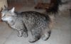 Отдам кошку с котенком или котенка