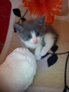 Котята метисы британской голубой кошки