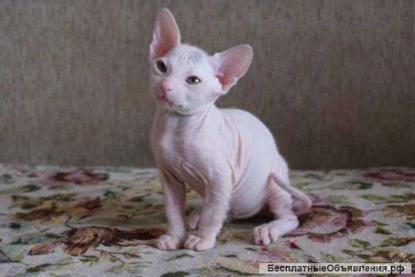 Кот донской сфинкс