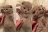 Шотландских вислоухих котят, девочку и двух мальчиков