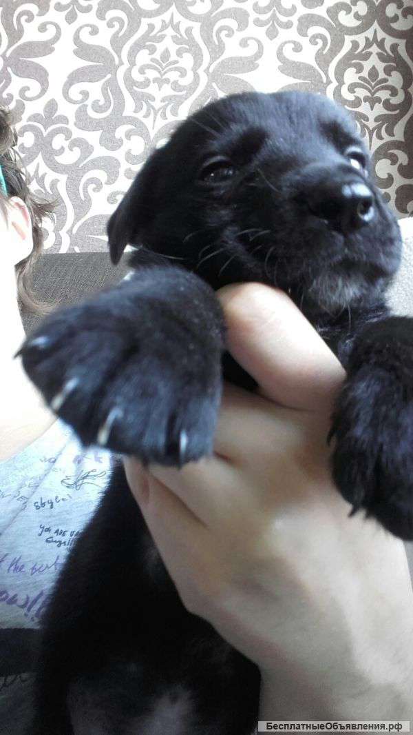 3 недели. Мальчик.