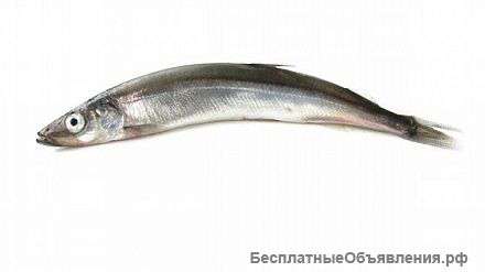 Дальневосточная мойва, Москва