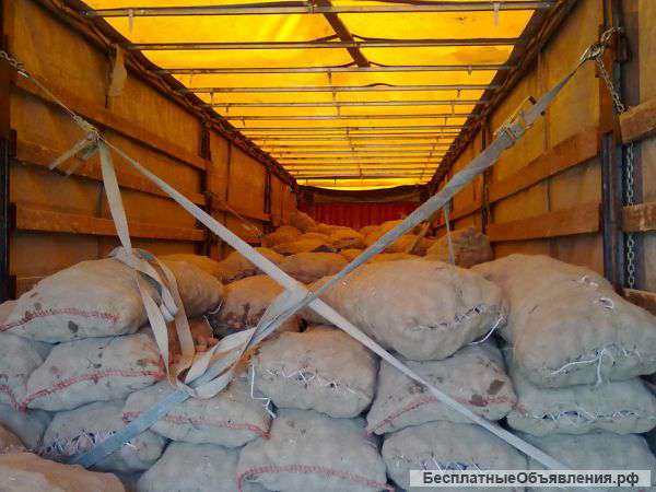 Картошка лук марковка продаю в оптом