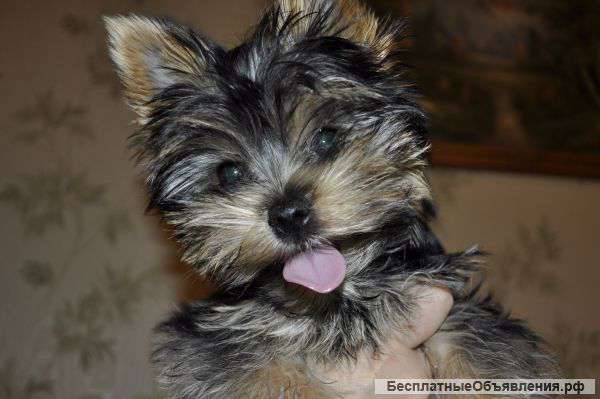 Щенок йоркширского терьера девочка
