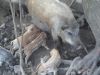 Молочные поросята для жарки
