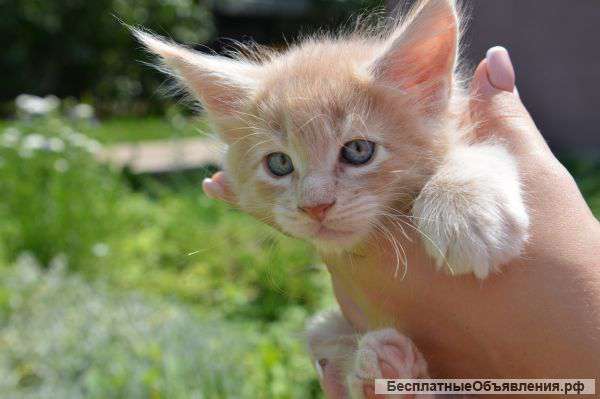 Котята МейнКун MainCoon питомник