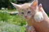 Котята МейнКун MainCoon питомник