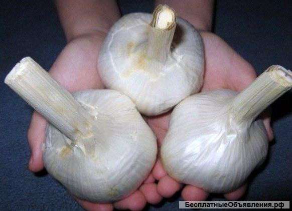 Лук причесночный Рокамболь на посадку - почтой