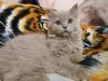 Клубный шотландский длинношерстный котик. 5 мес.
