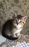 Шотландские тигрята