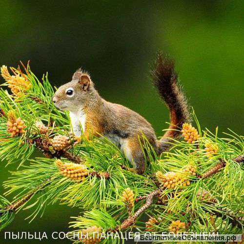 Пыльцу Сосны