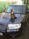 Автоинструктор