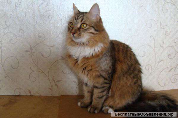 Кошечка для доброго человека