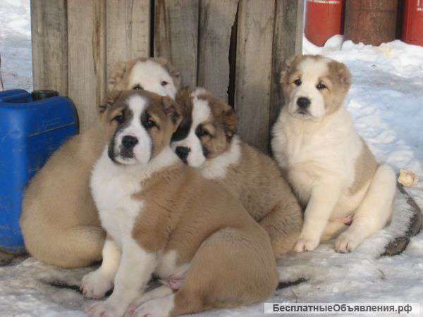 Щенки Сао (Алабай)