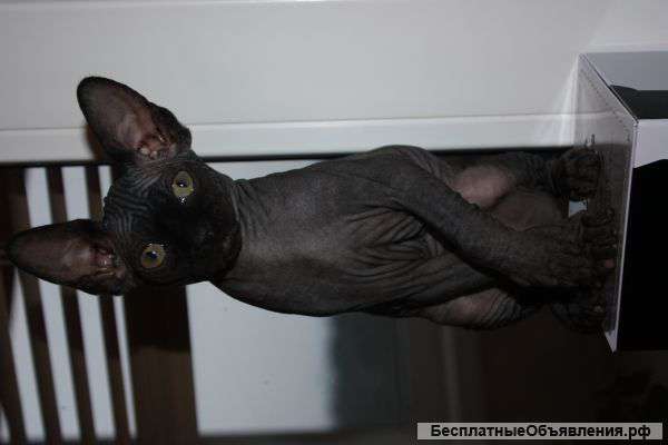 Очаровательные девочки