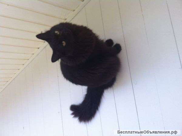 Черный кот отдам