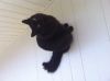 Черный кот отдам