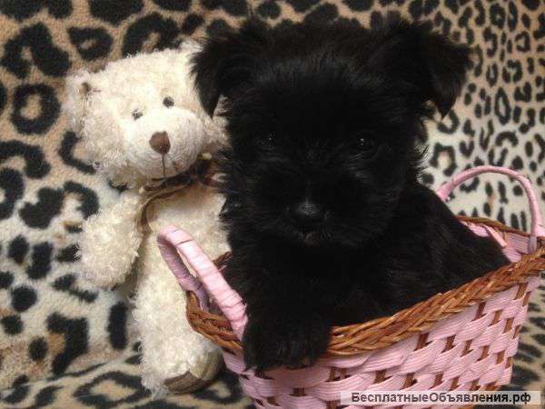 Щенки йоркширского терьера необычного окраса