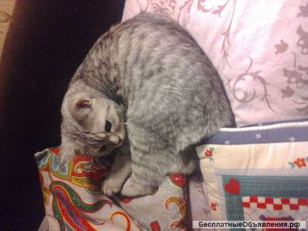 Котика