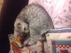 Котика