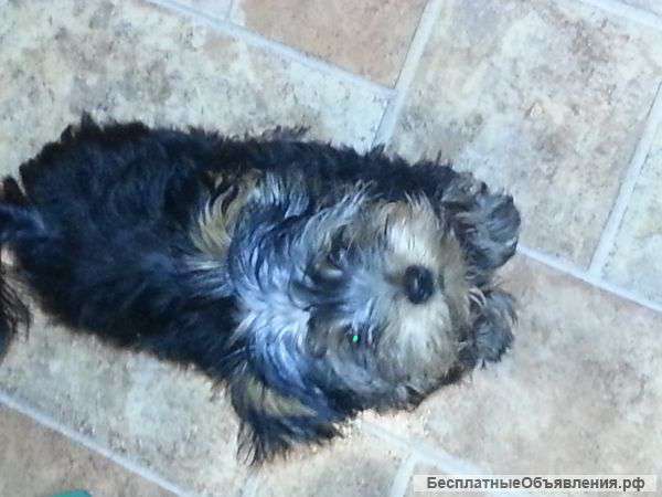 Щенки йоркширского терьера продаю